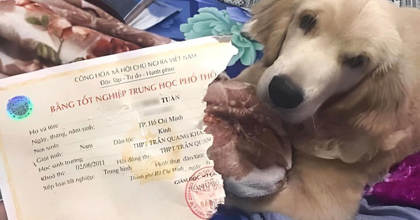 Làm Lại Bằng Cấp 3 Bị Mất Đơn Giản Nhanh Chóng Dễ Hiểu